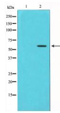 Phospho-Chk1 (Ser280) Antibody