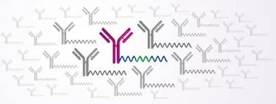 HER4 Antibody