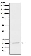 IL23 Antibody