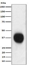 CD53 Antibody