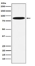 MST1 Antibody