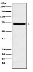 Heparanase 1 Antibody