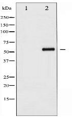 Phospho-CDC25B (Ser353) Antibody