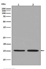 Histone H3.3 Antibody