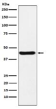 NUDEL Antibody