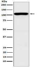 GEF H1 Antibody