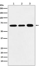 P70 S6 Kinase alpha Antibody