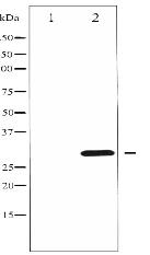 Phospho-Cyclin D3 (Thr283) Antibody