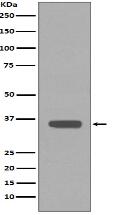 Apolipoprotein E Antibody