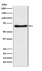 CYP24A1 Antibody