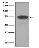 5T4 Antibody