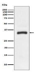 JAM1 Antibody