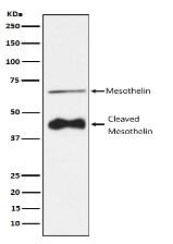 Mesothelin Antibody