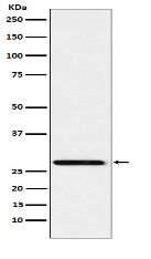 Peroxiredoxin 4 Antibody