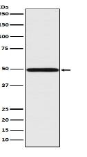 IRF1 Antibody