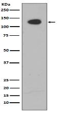 ATP citrate lyase Antibody