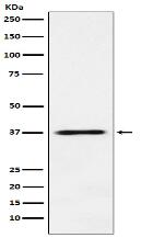 JAB1 Antibody