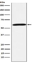 Calsequestrin 1 Antibody