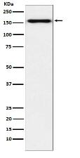 Desmoglein 2 Antibody