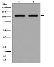 DGCR8 Antibody