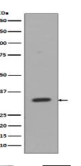CD8 Antibody