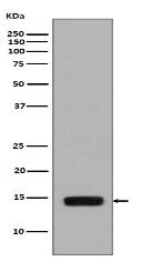 Phospho-Histone H2A (S129) Antibody