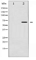 Phospho-Chk2 (Thr387) Antibody
