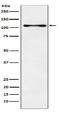 CENPC Antibody