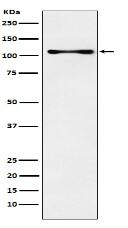 CENPC Antibody