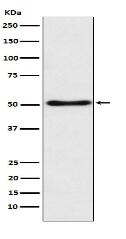 SFRP4 Antibody