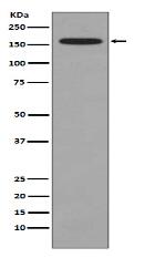 KMT4 / Dot1L Antibody