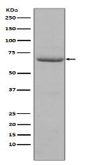 Phospho-PKR (T446) Antibody