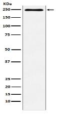 Plexin A1 Antibody