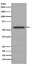 Phospho-c-Myc (S62) Antibody