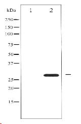 Phospho-BCL-2 (Ser87) Antibody
