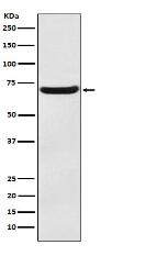 EAAT3 Antibody