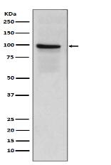 Thrombomodulin Antibody