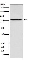 Coilin Antibody