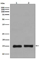 Histone H3 (mono methyl K36) Antibody