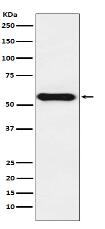 Cytochrome P450 1A2 Antibody