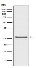 Phospho-Hsp27 (S82) Antibody