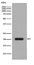 MCSF Antibody