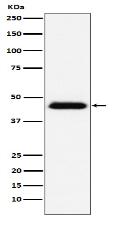 CD48 Antibody