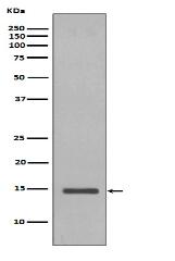Histone H2B (yeast) Antibody