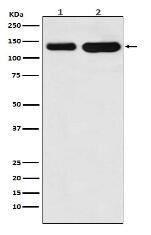 K Cadherin Antibody