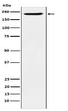 PBRM1 Antibody