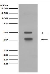 LEF1 Antibody