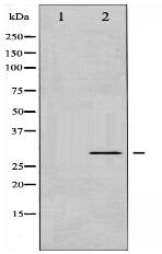 Phospho-BCL-XL (Ser62) Antibody