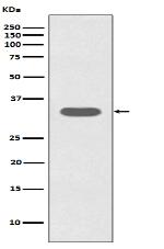 Caspase-6 Antibody