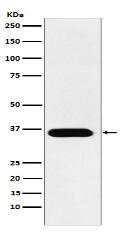 TRAP Antibody